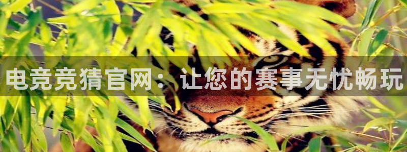一竞技官网下载：电竞竞猜官网：让您的赛事无忧畅玩