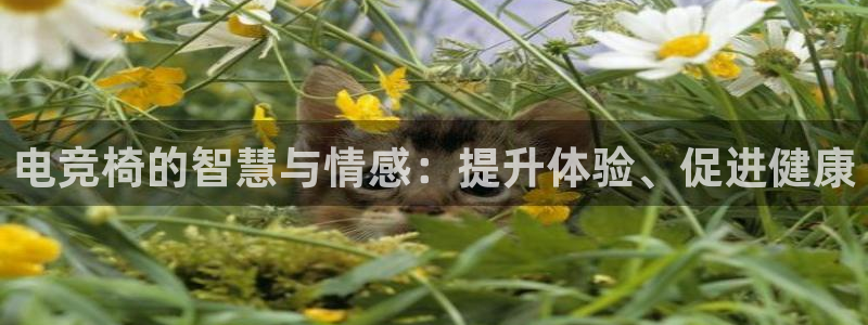 一竞技官网：电竞椅的智慧与情感：提升体验、促进健康
